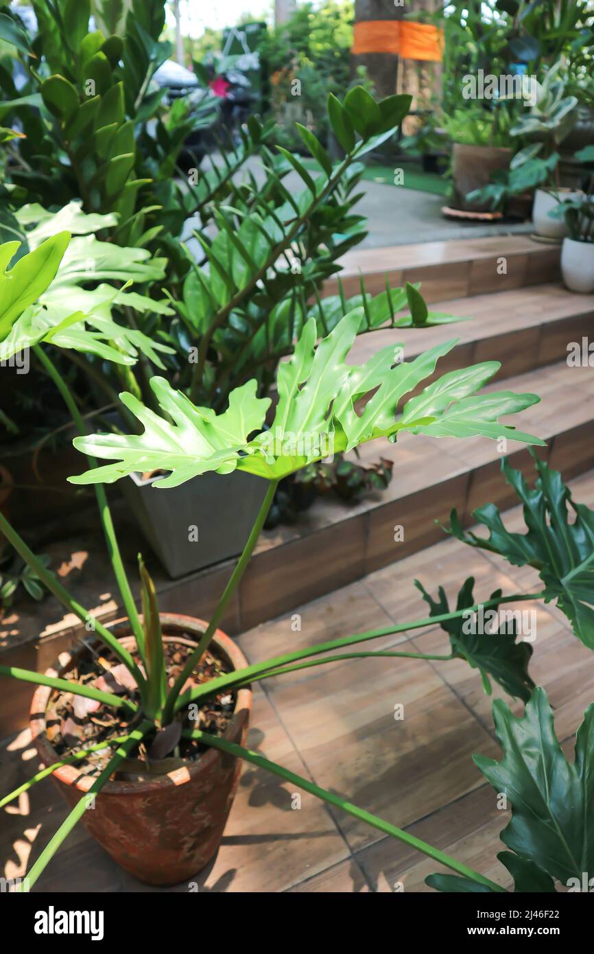 spider plant reverse Spider Plant Reverse Variegated | Care Guide and Pro Tips - Delivery from  Toronto across Canada