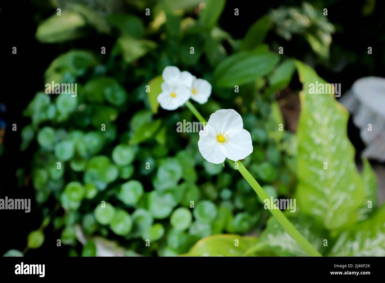 ALISMATACEAE, Burhead or  Echinodorus cordifolius or Texas mud baby or Echinodorus plant Stock Photo
