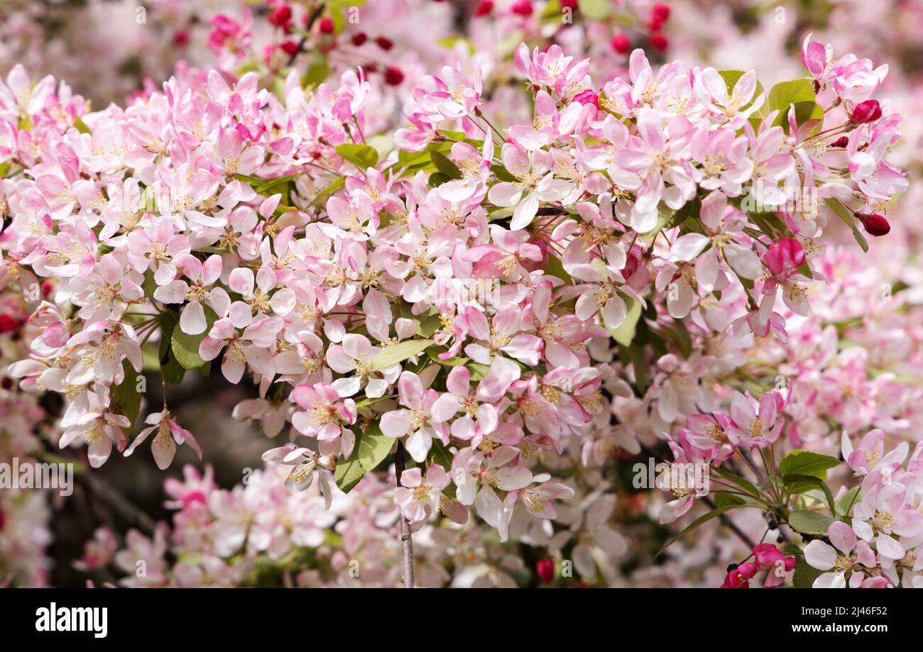 Close up of Asiatic Apple tree blossom, aka Chinese Crab or Chinese flowering apple, Malus spectabilis, flowering profusely in spring; in the UK Stock Photo
