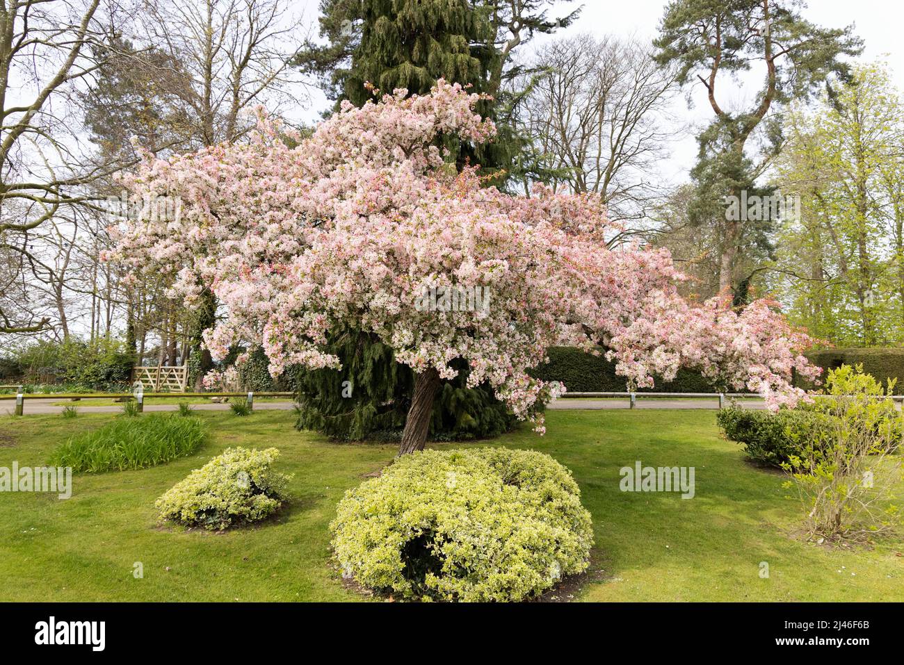 Asiatic Apple tree in blossom, aka Chinese Crab or Chinese flowering apple, Malus spectabilis, flowering in spring, Worcestershire UK Stock Photo