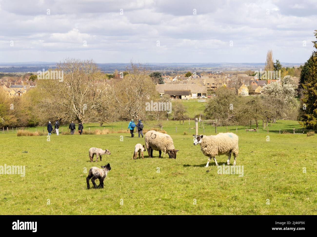 Cotswold Way National Trail - people walking the footpath through a field of sheep and lambs in spring, Broadway Village, Cotswolds, Worcestershire UK Stock Photo