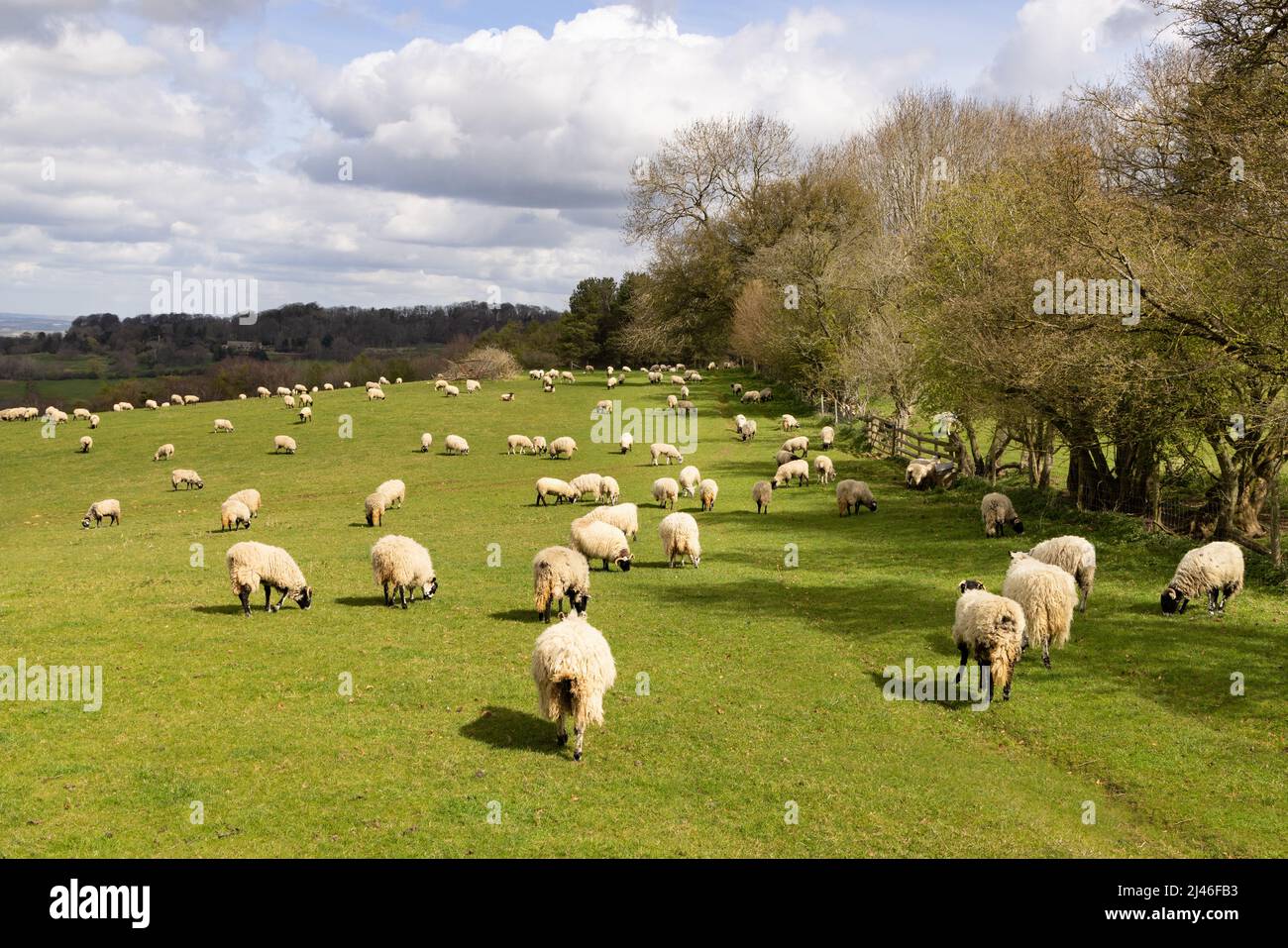 Sheep UK; Flock of sheep in field, grazing in spring; Sheep farm in the Cotswolds countryside  near Broadway, Worcestershire UK Stock Photo