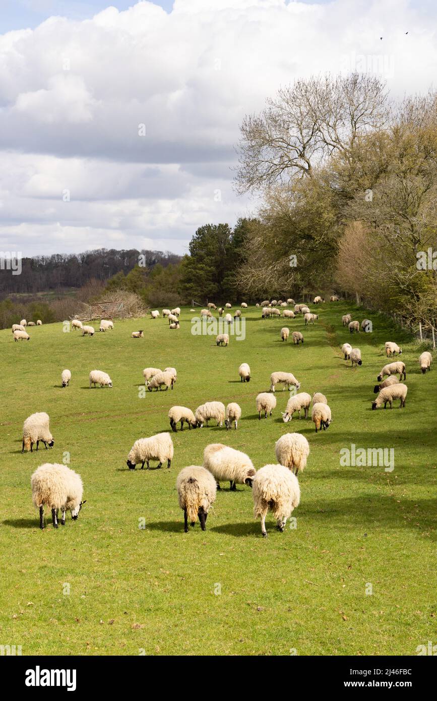 Sheep UK; Flock of sheep in field, grazing in spring; Sheep farm in the Cotswolds countryside near Broadway, Worcestershire UK Stock Photo