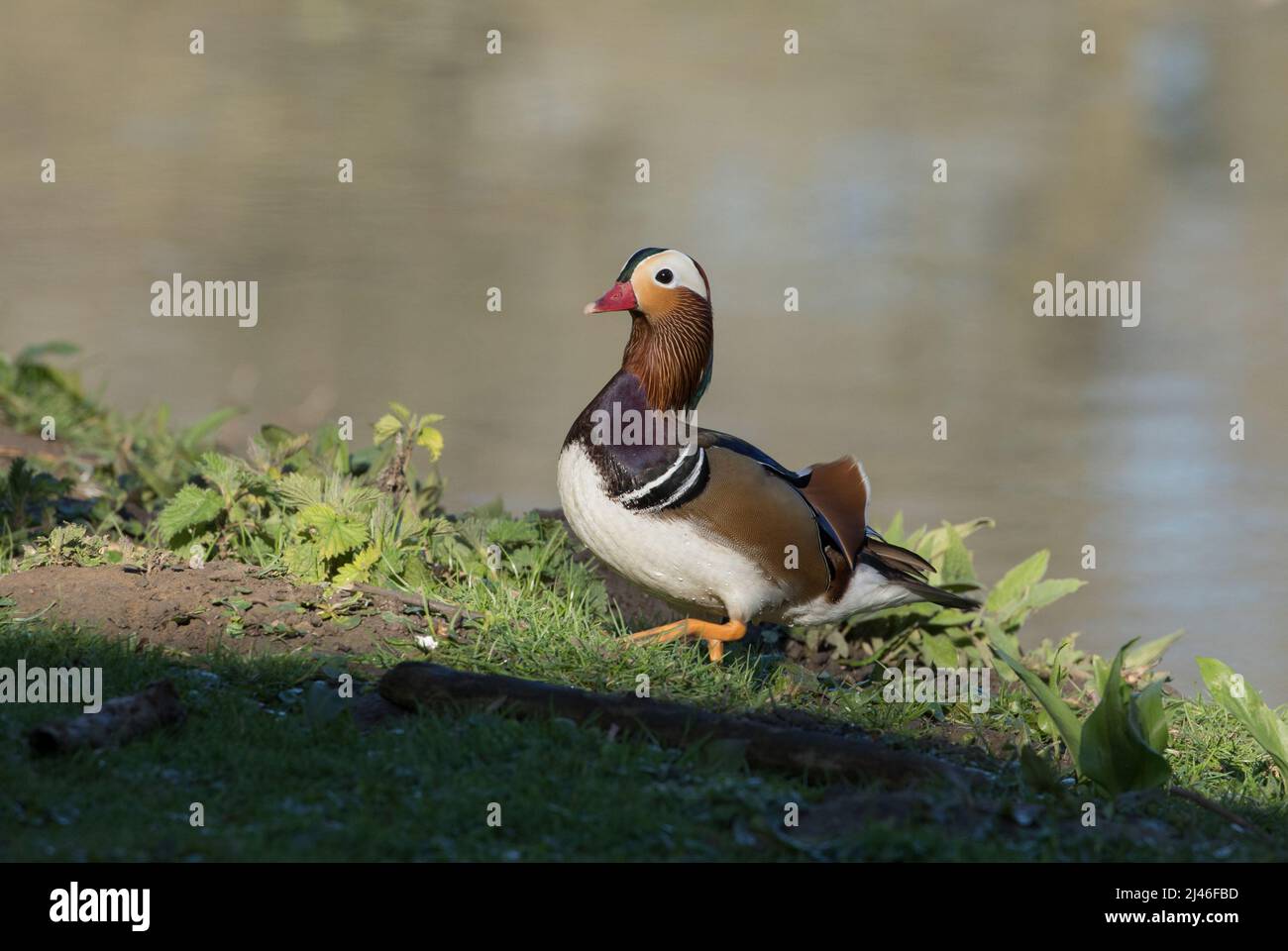 Mandarin Duck at High Batts Nature Reserve in North Yorkshire Stock
