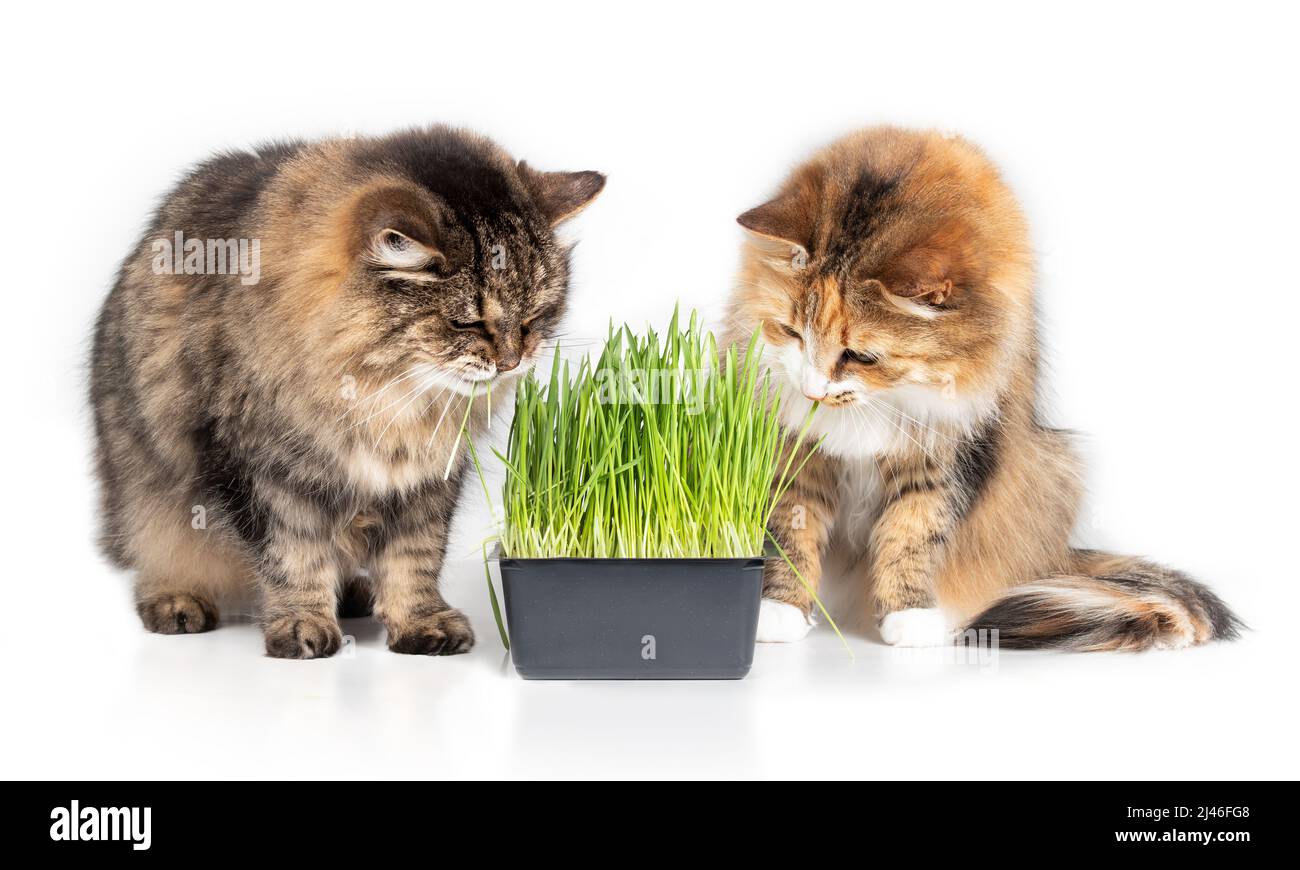 Two cats with cat grass, isolated. Senior tabby cat and calico cat sitting next to the fresh green cat grass while eating, chewing, grazing, nibbling Stock Photo