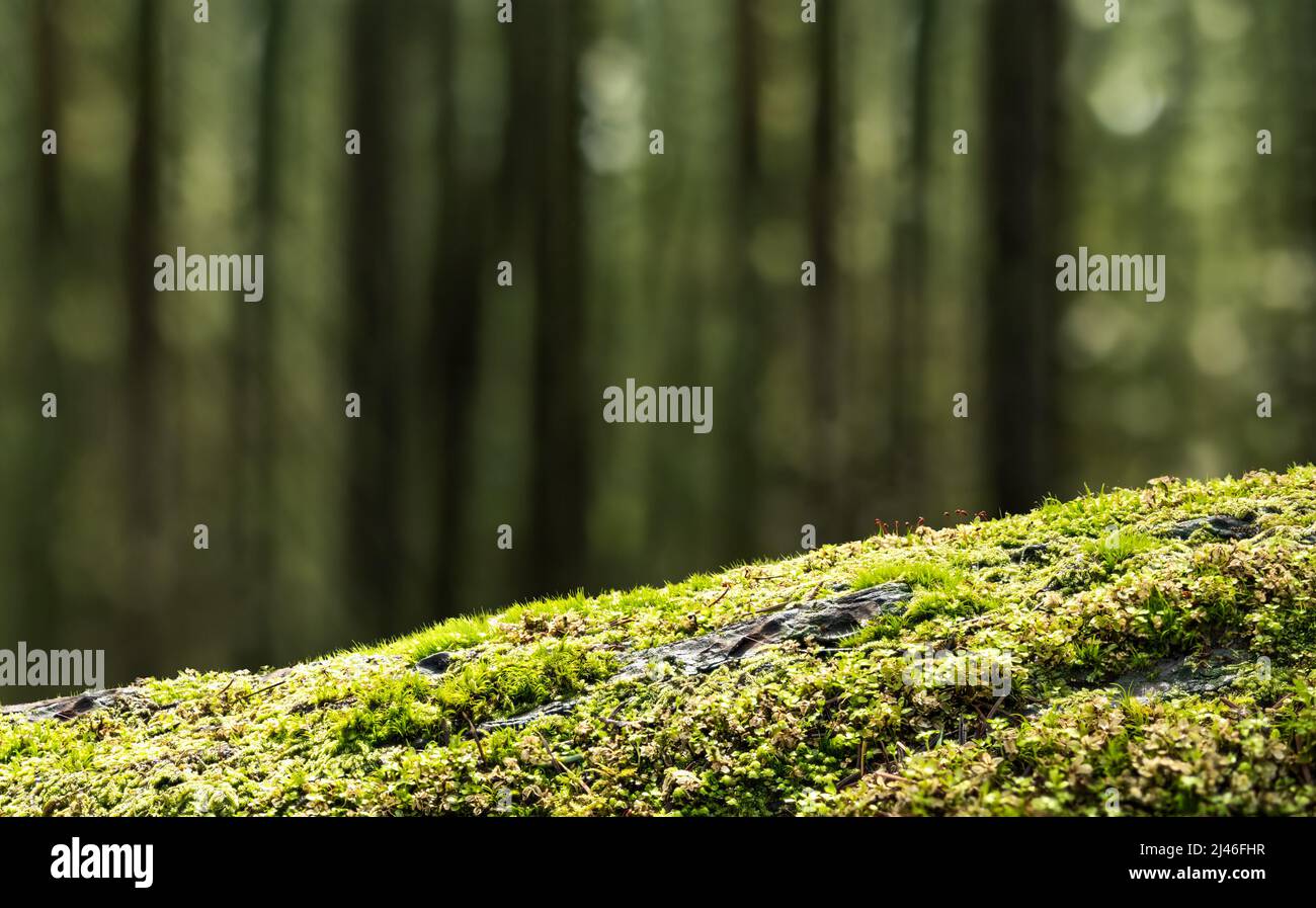 Close up of fallen tree trunk covered with moss. Mossy log with defocused forest background with tall trees. Rainforest backdrop or. Beautiful North V Stock Photo