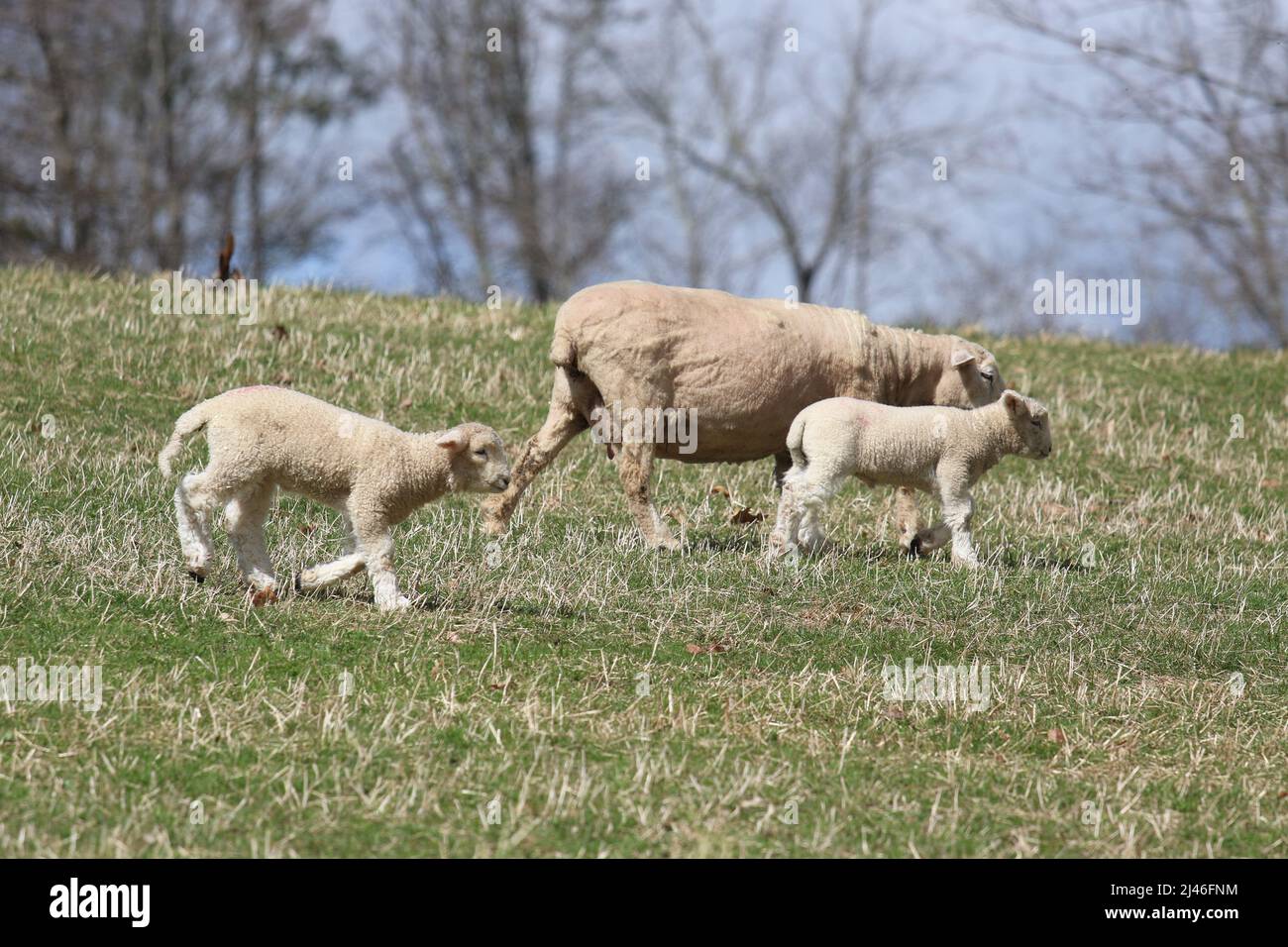 Spring lambs with a ewe grazing in a pasture on a farm Stock Photo