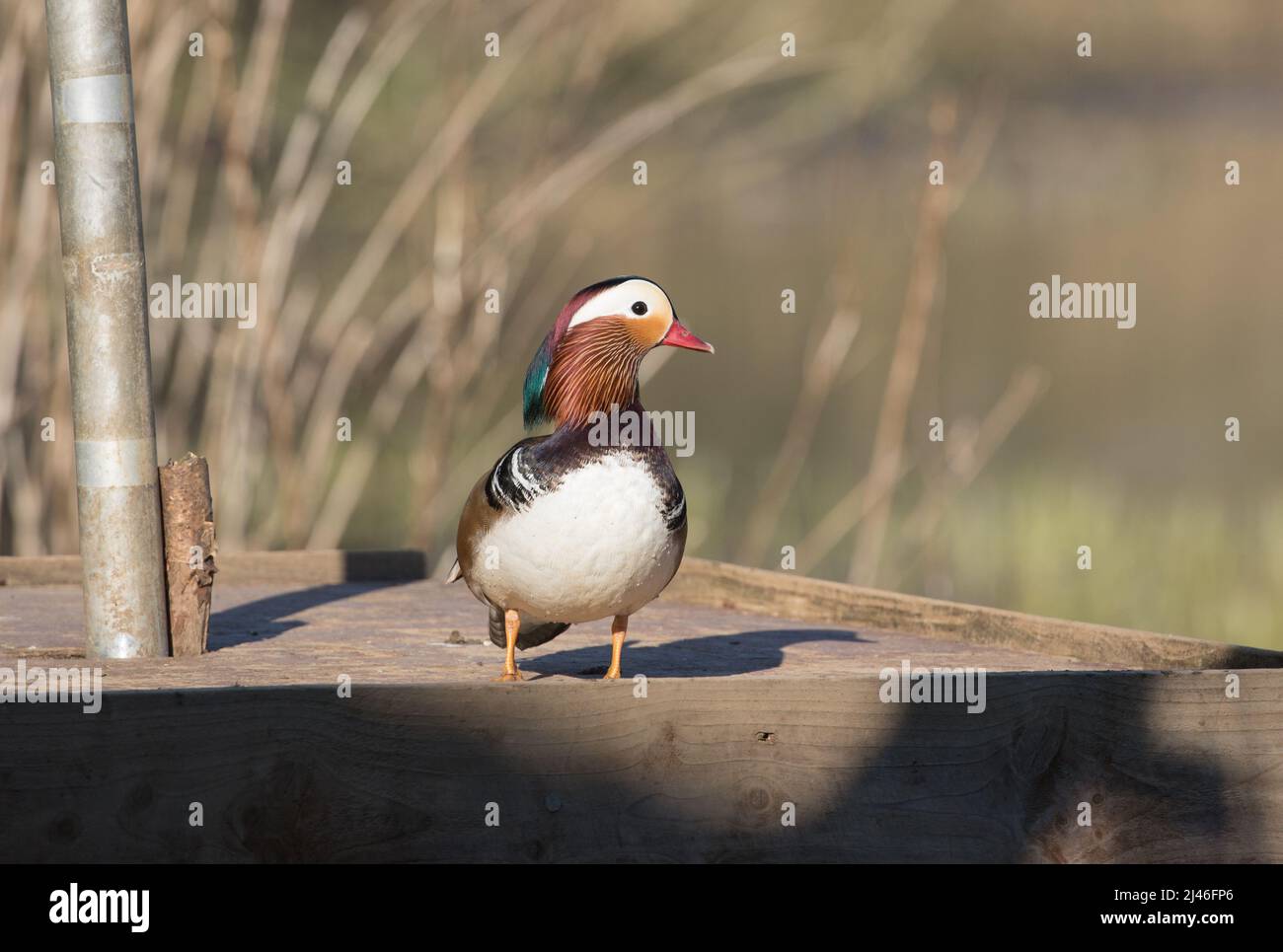 Mandarin Duck at High Batts Nature Reserve in North Yorkshire Stock