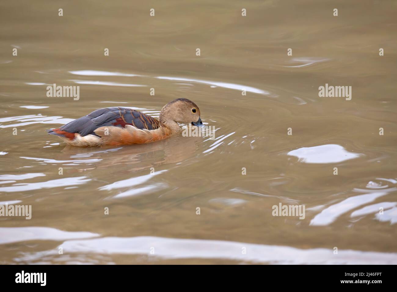 Lesser whistling duck, Dendrocygna javanica also known as Indian whistling duck or lesser whistling teal Stock Photo