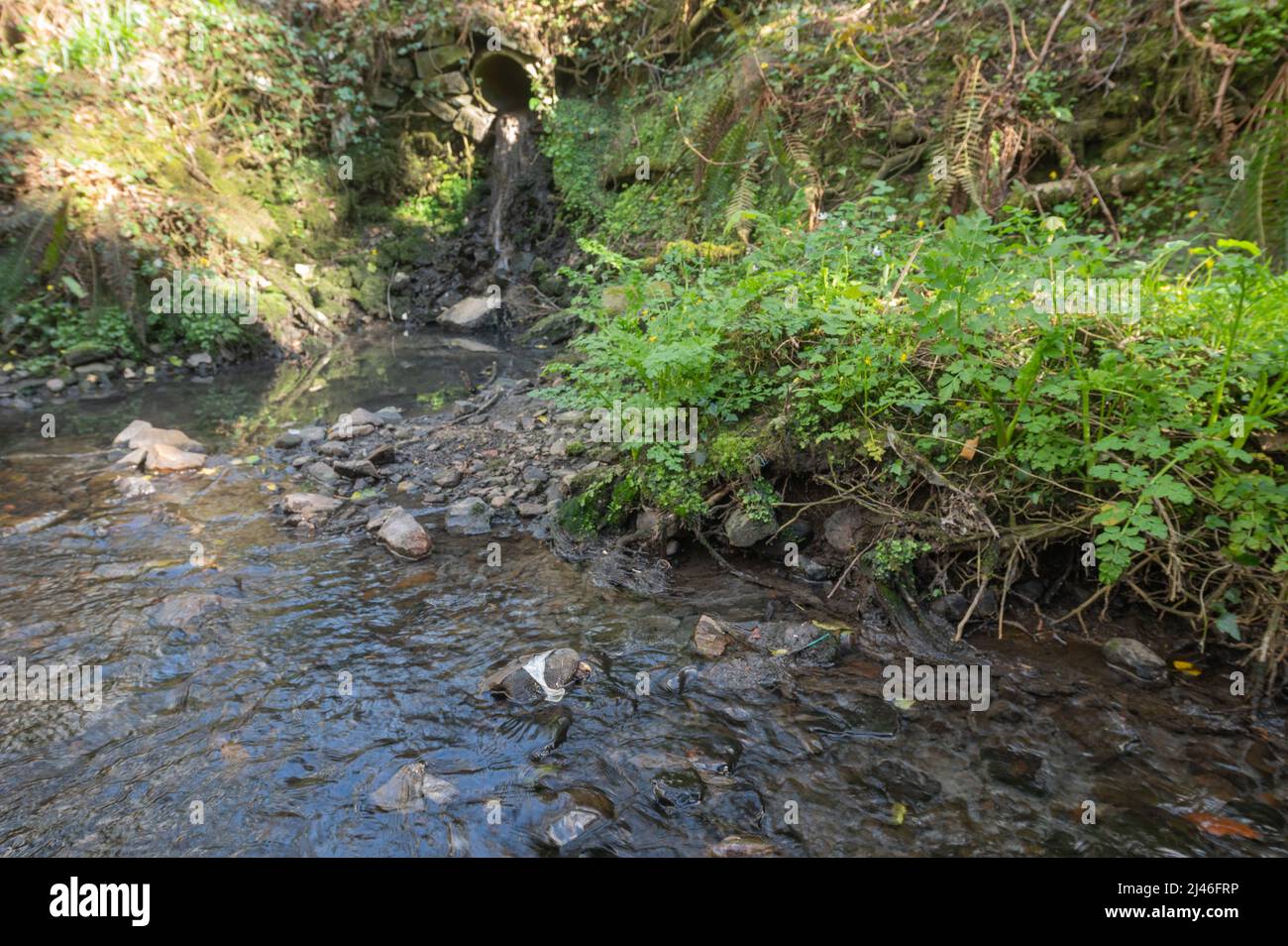 Pollution from outfall pipe discharging untreated sewage into a tributary of the Gwendraeth Fawr, Trimsaran, Carmarthenshire, Wales, UK. Streambed is Stock Photo