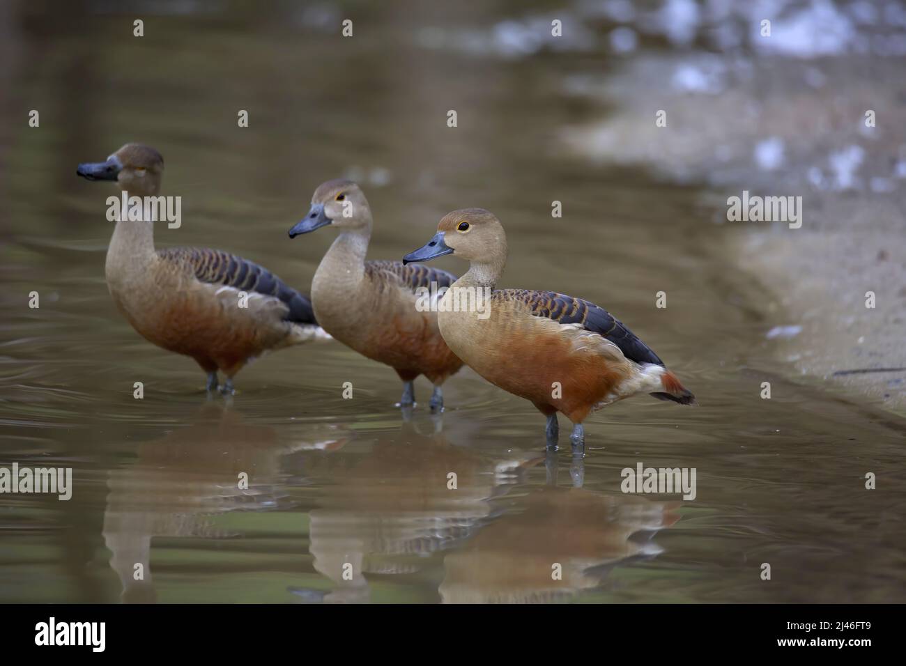 Lesser whistling duck, Dendrocygna javanica also known as Indian whistling duck or lesser whistling teal Stock Photo