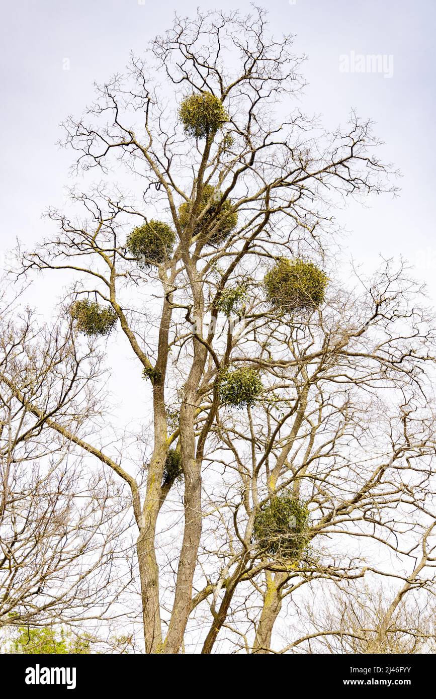 European mistletoe UK; Mistletoe, Viscum album, growing in lime trees, a parasitic plant, Worcestershire UK Stock Photo