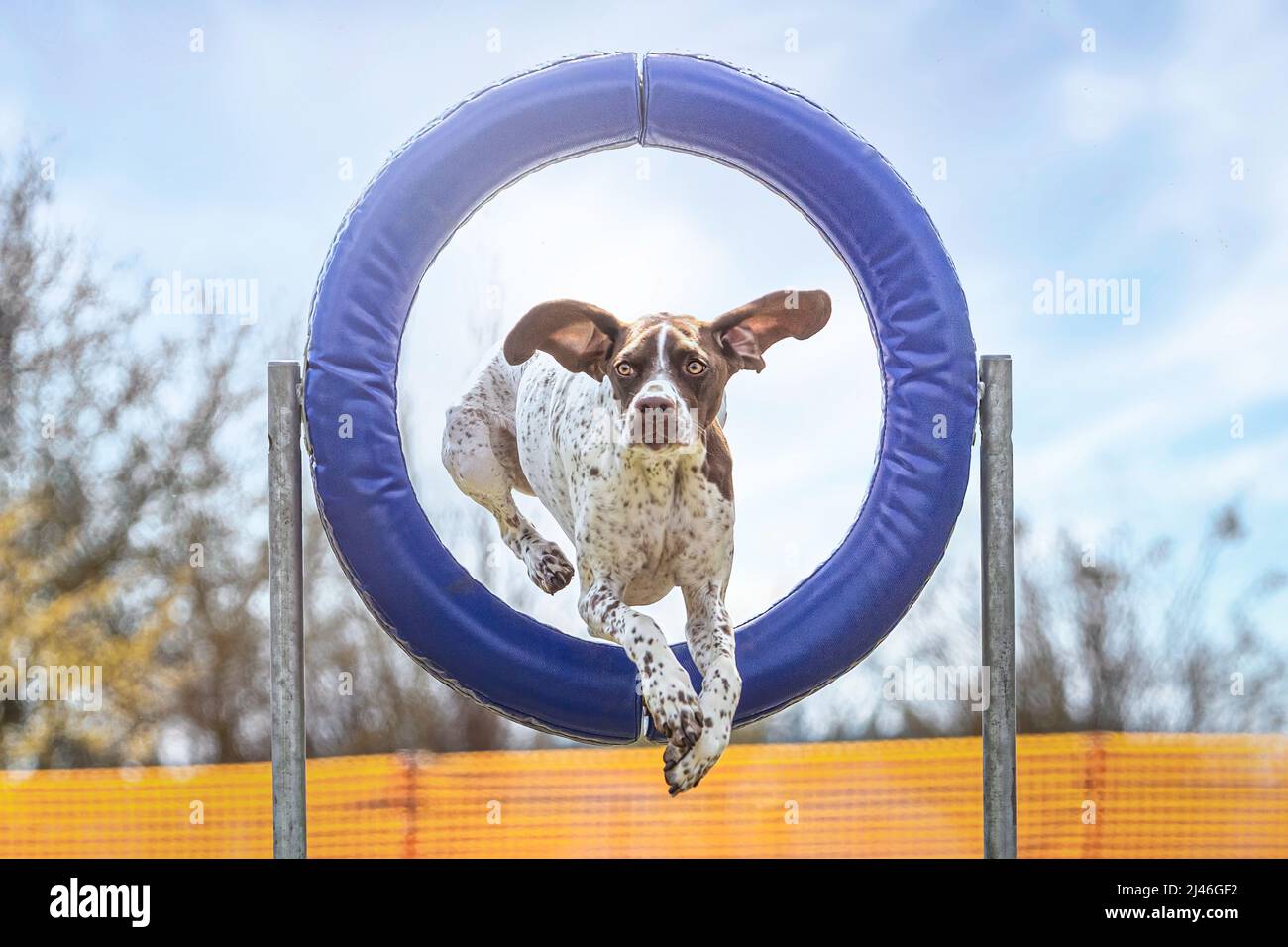 Portrait of a brown braque d´auvergne hound mastering agility obstacles on a dog training arena in spring outdoors Stock Photo