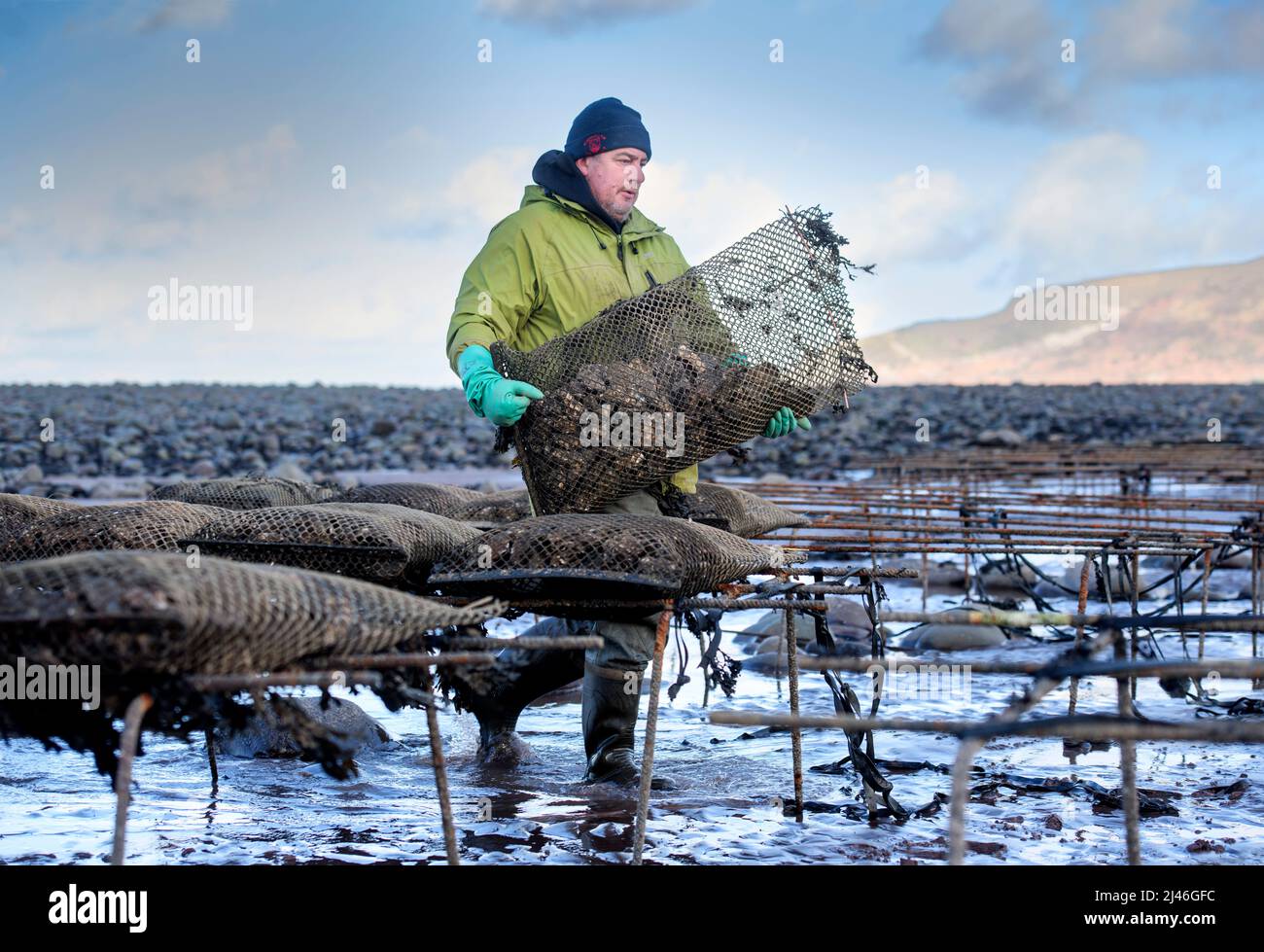 An oyster farmer transports his stock to the tidal relays where they will mature in Porlock Bay, Somerset, UK. Stock Photo