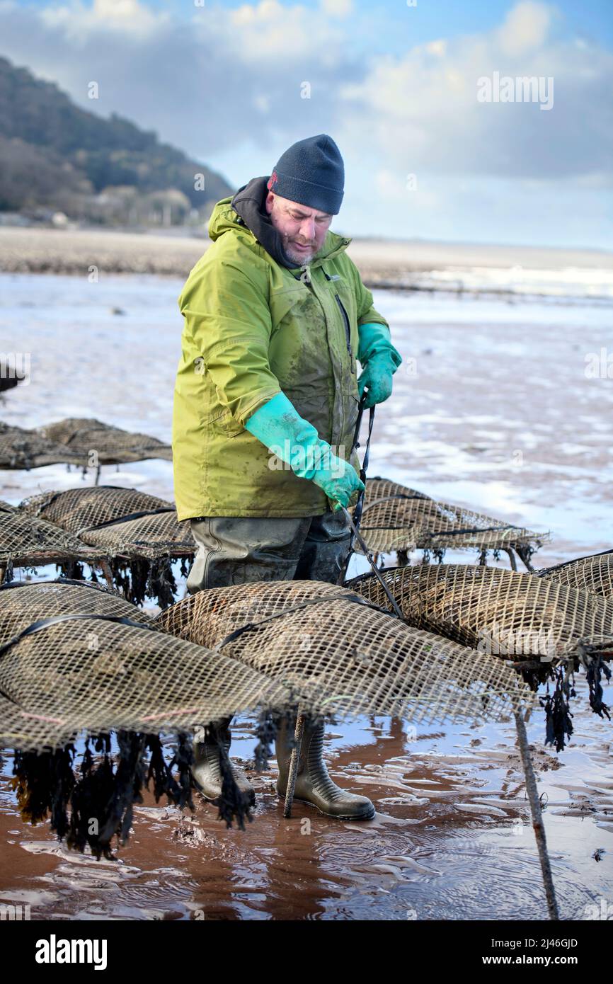 An oyster farmer ties his stock of oyster bags to trestles on the tidal relays where they will mature in Porlock Bay, Somerset, UK. Stock Photo