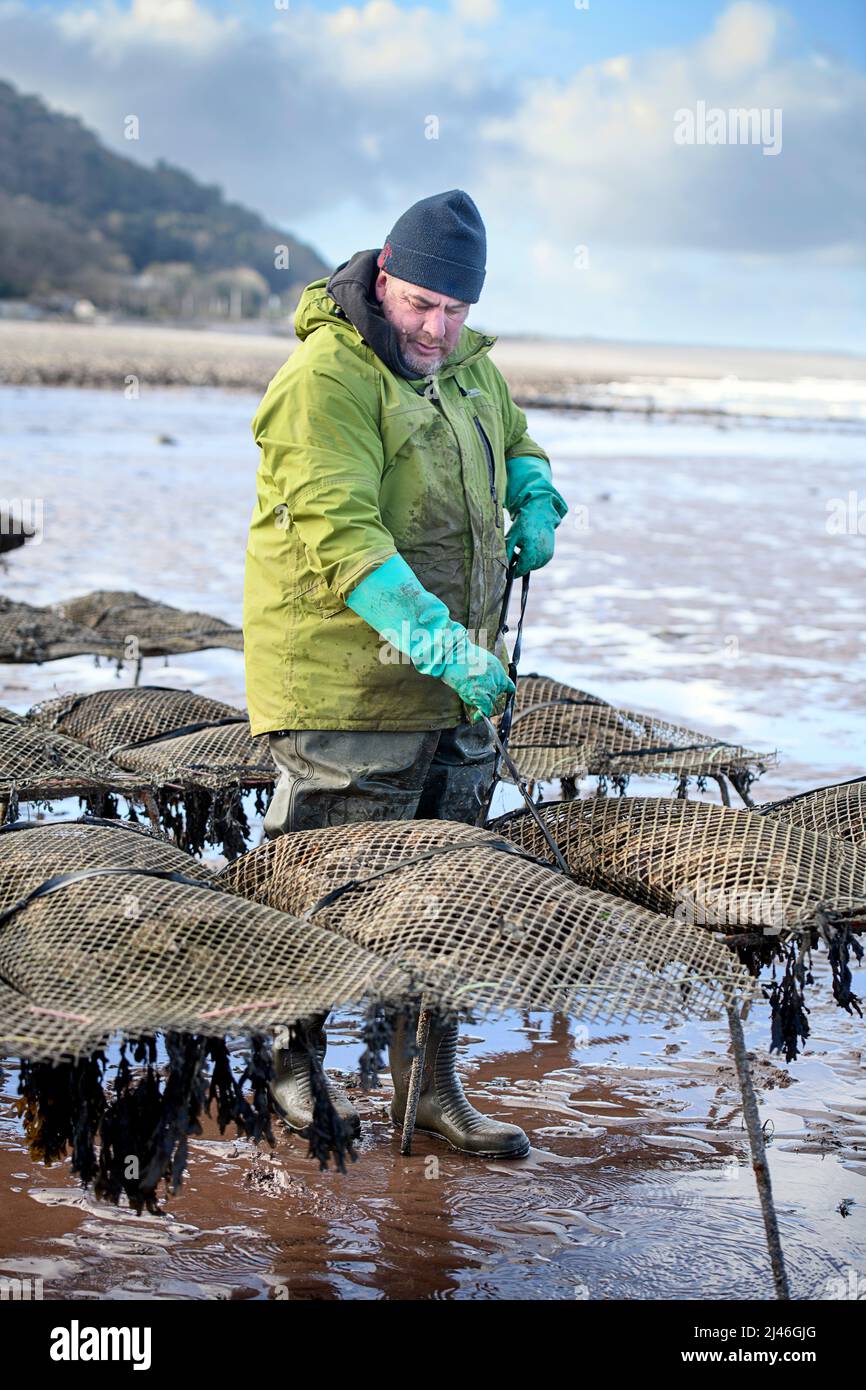 An oyster farmer ties his stock of oyster bags to trestles on the tidal relays where they will mature in Porlock Bay, Somerset, UK. Stock Photo