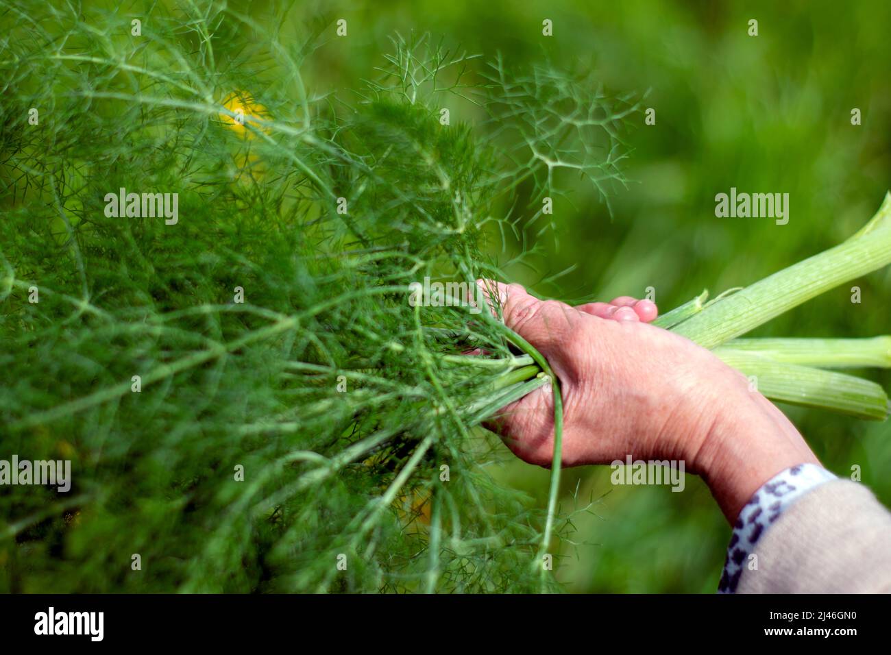 Holding a spring of fresh fennel, fennel bouquet for medical and aromatic uses. Gathering fennel for tea. Stock Photo