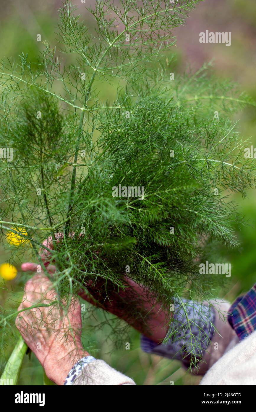Holding a spring of fresh fennel, fennel bouquet for medical and