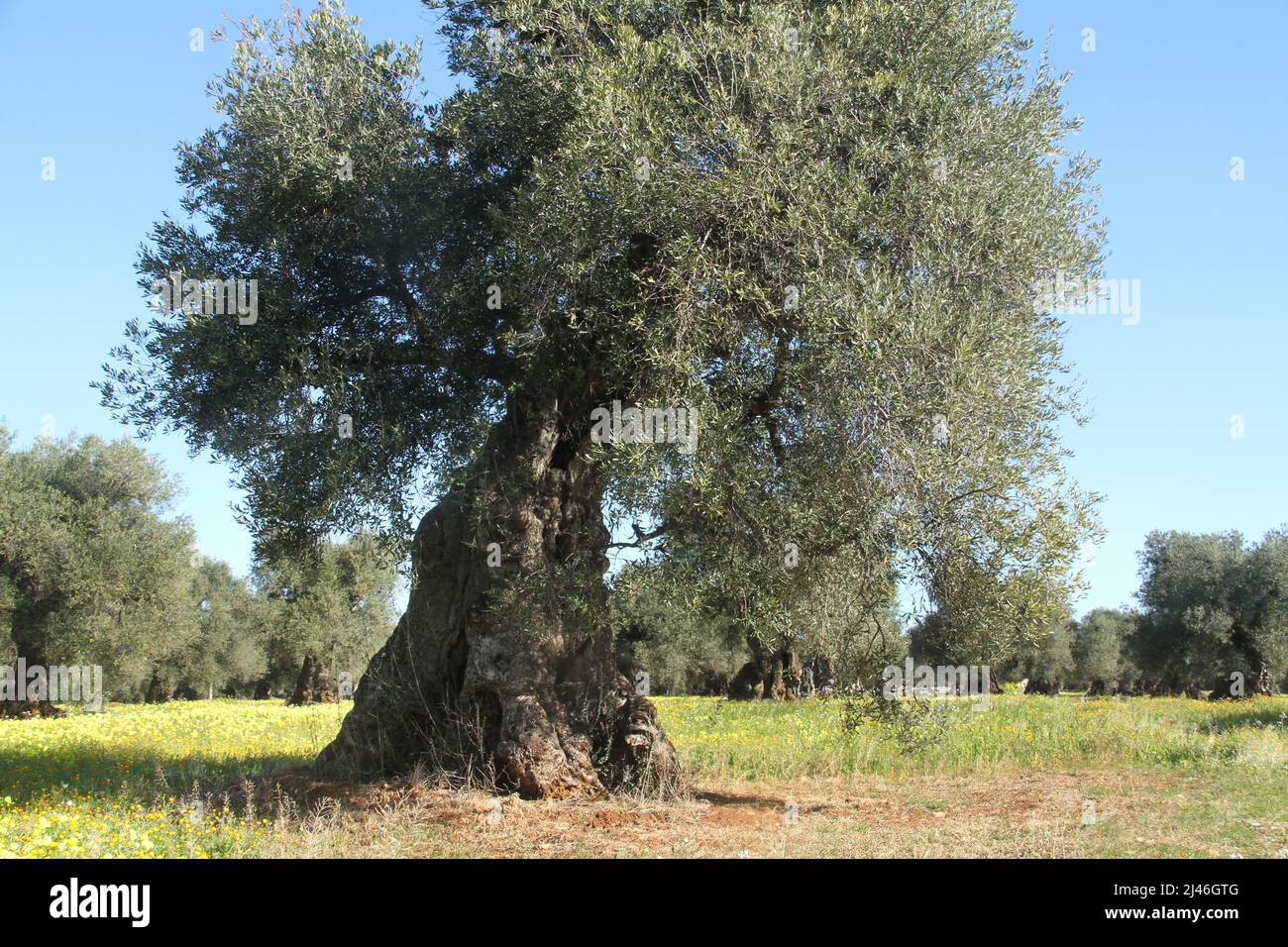 Bent old olive tree, with large trunk, in Puglia, Italy Stock Photo