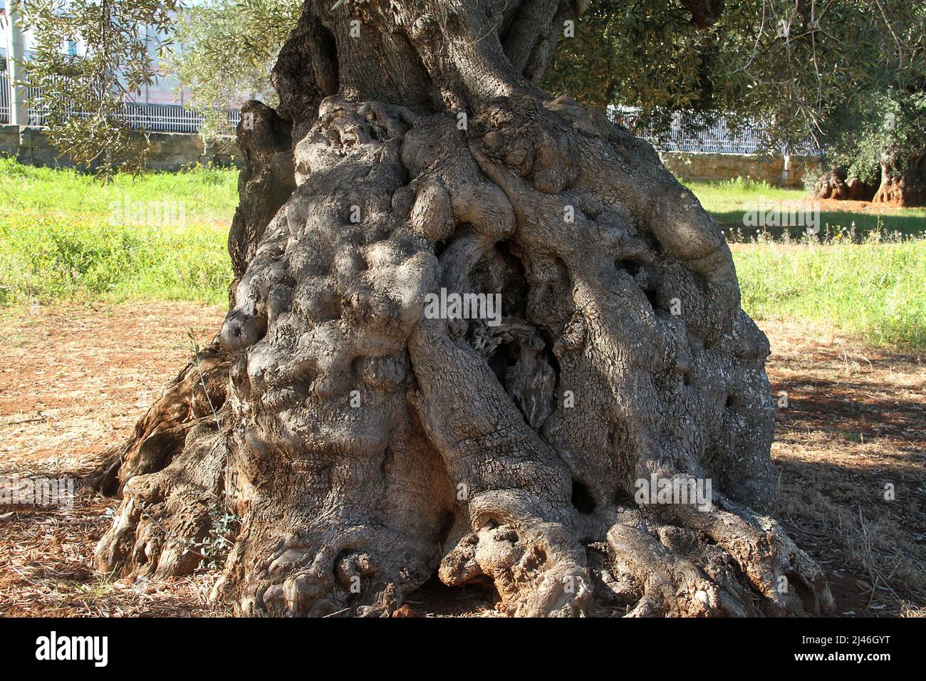 Very large, knotty trunk of an olive tree in Puglia, Italy Stock Photo