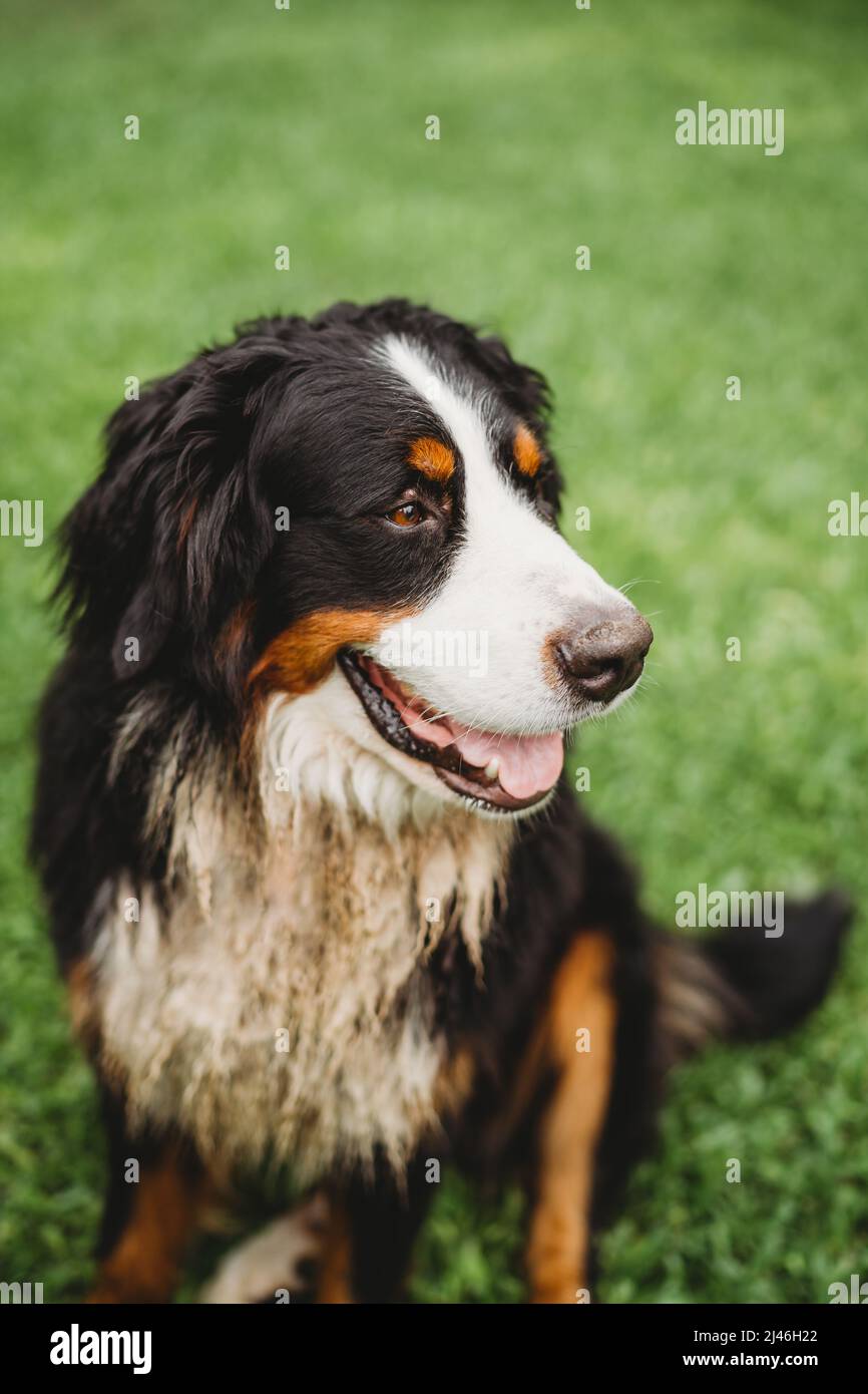 Bernese Mountain Dog outside in the garden on a summer day Stock Photo