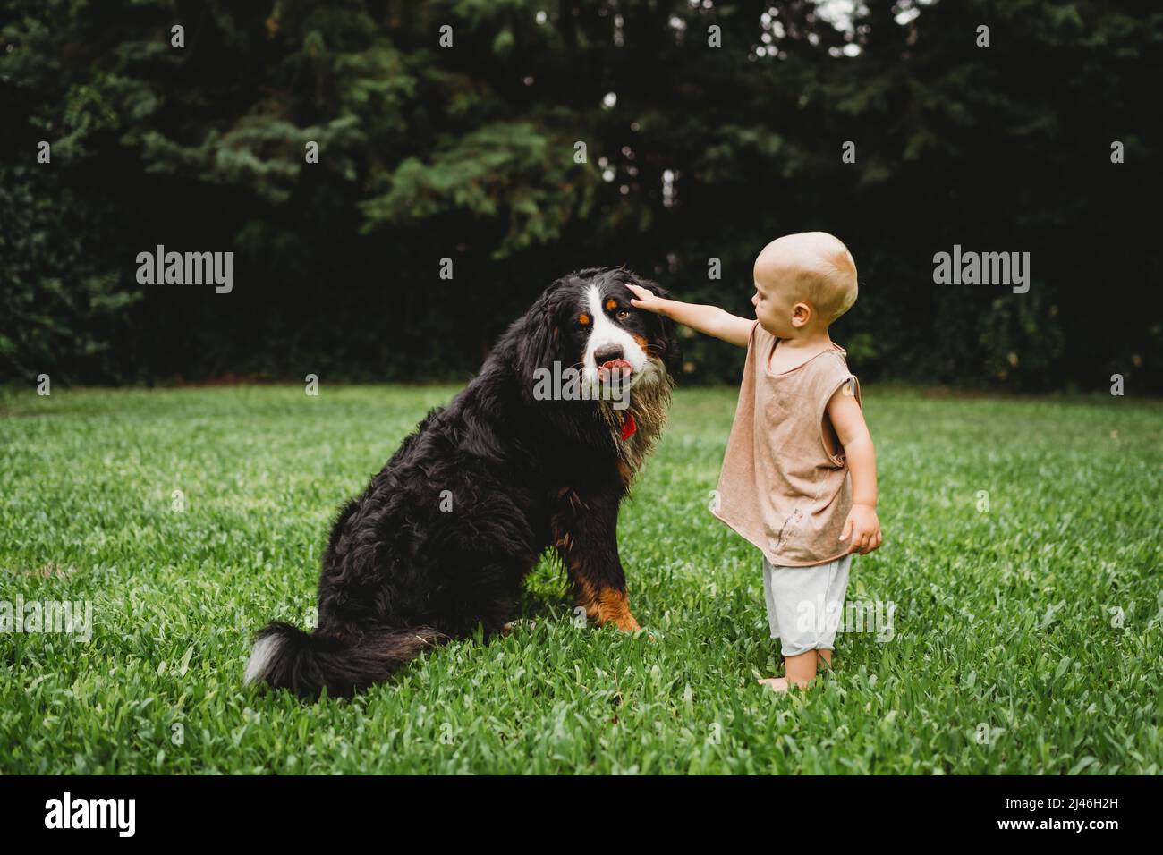 Toddler petting his Bernese Mountain dog outside in summer Stock Photo