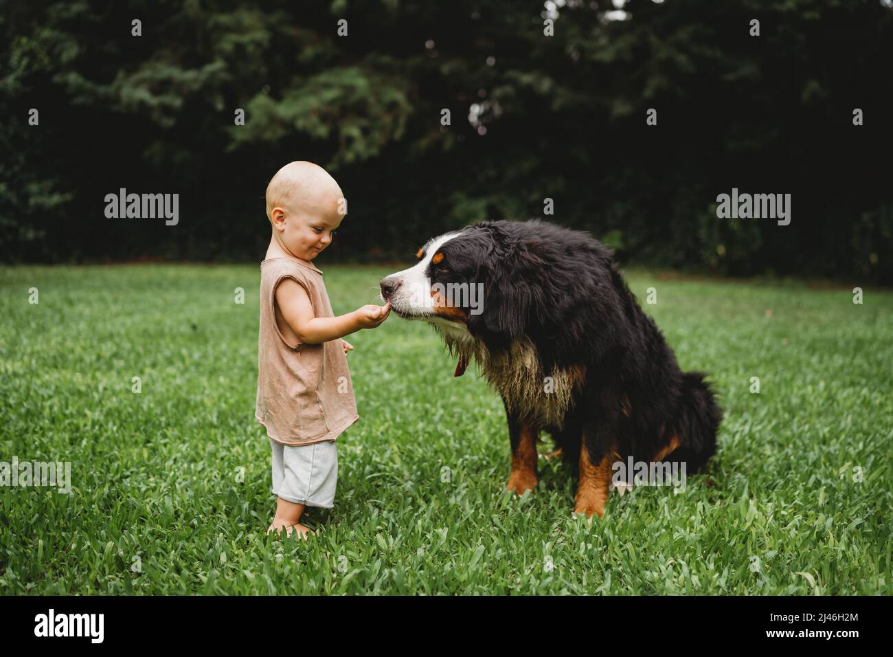 Happy baby boy feeding his pet Bernese Mountain Dog outside Stock Photo