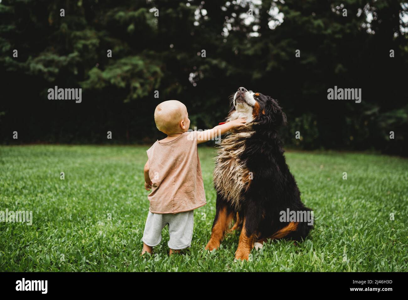 Young child petting his Bernese Mountain Dog outside in summer Stock Photo