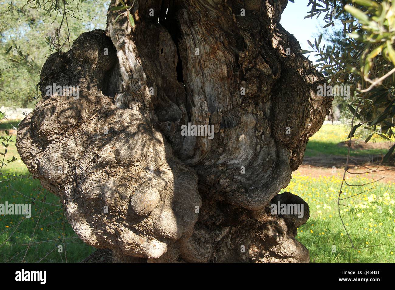 Oddly shaped trunk of a very old olive tree in Puglia, Italy Stock Photo
