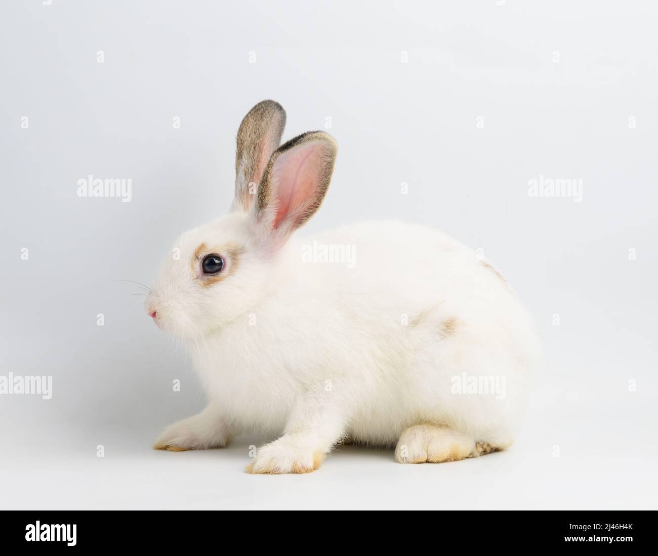 White rabbit on white background Stock Photo