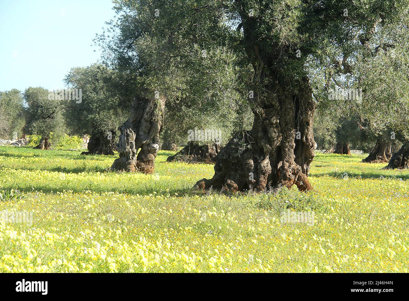 Orchard of old olive trees with odd trunks in Puglia, Italy Stock Photo