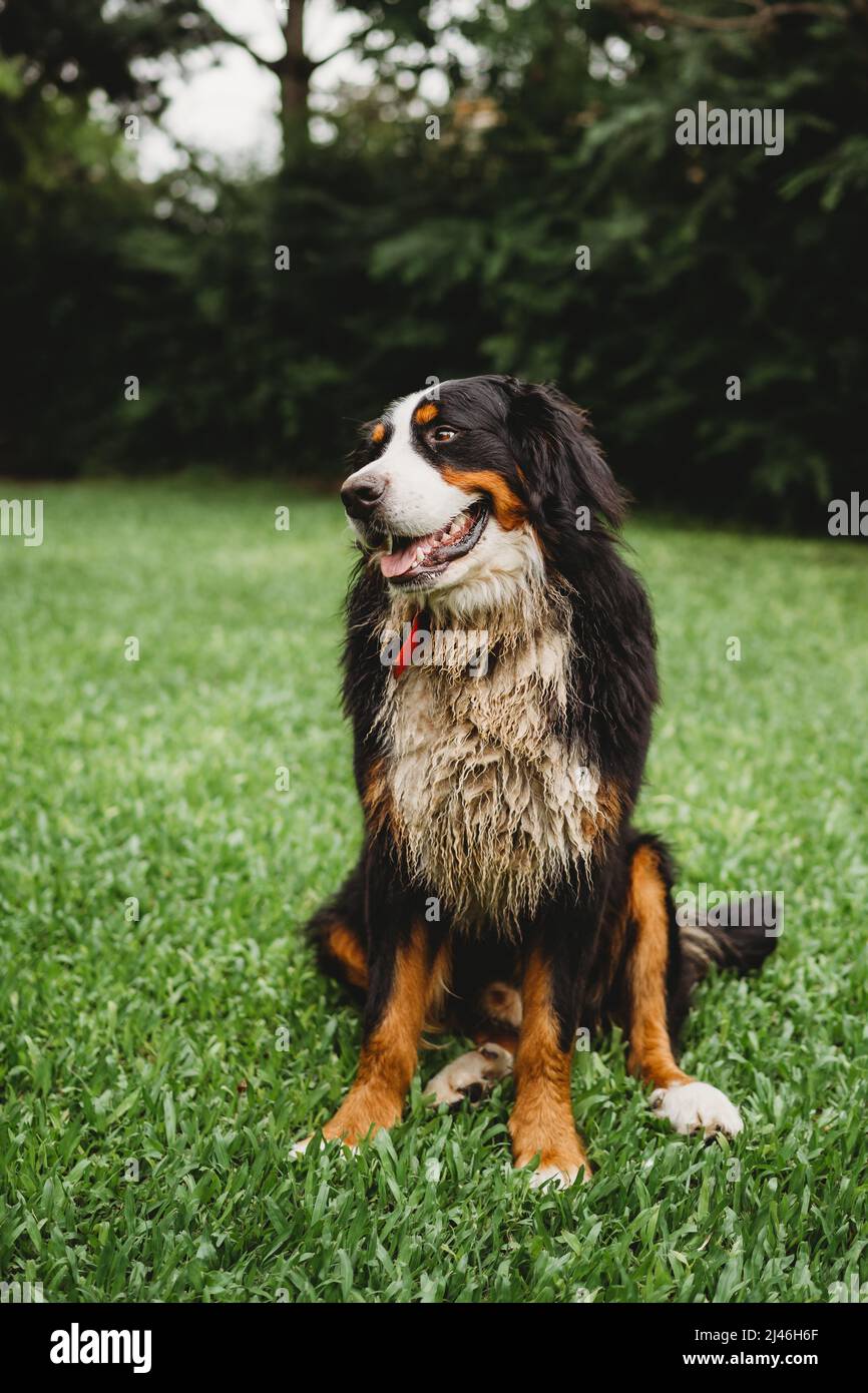 Bernese Mountain Dog outside in the garden on a summer day Stock Photo