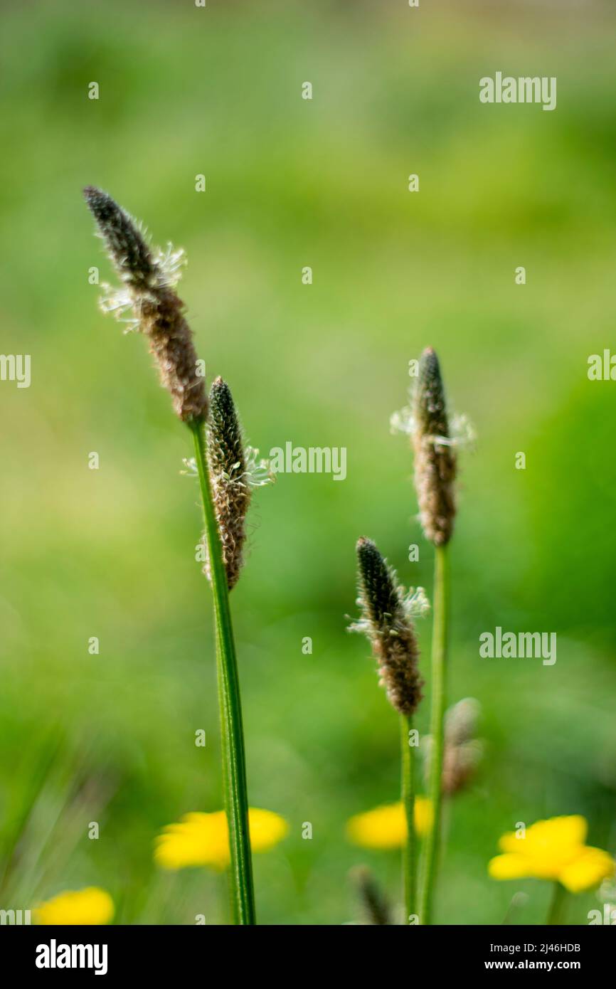 Alopecurus geniculatus is a species of grass known by the common name water foxtail or marsh foxtail. Alopecurus geniculatus is a perennial grass. Stock Photo