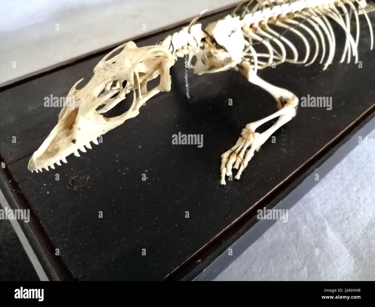 Varanus skeleton Stock Photo
