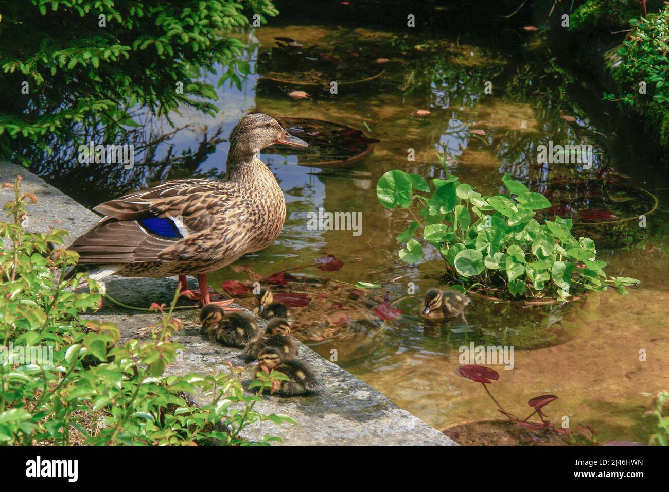 Mon Ami Countryside Puddles Duck main image 1