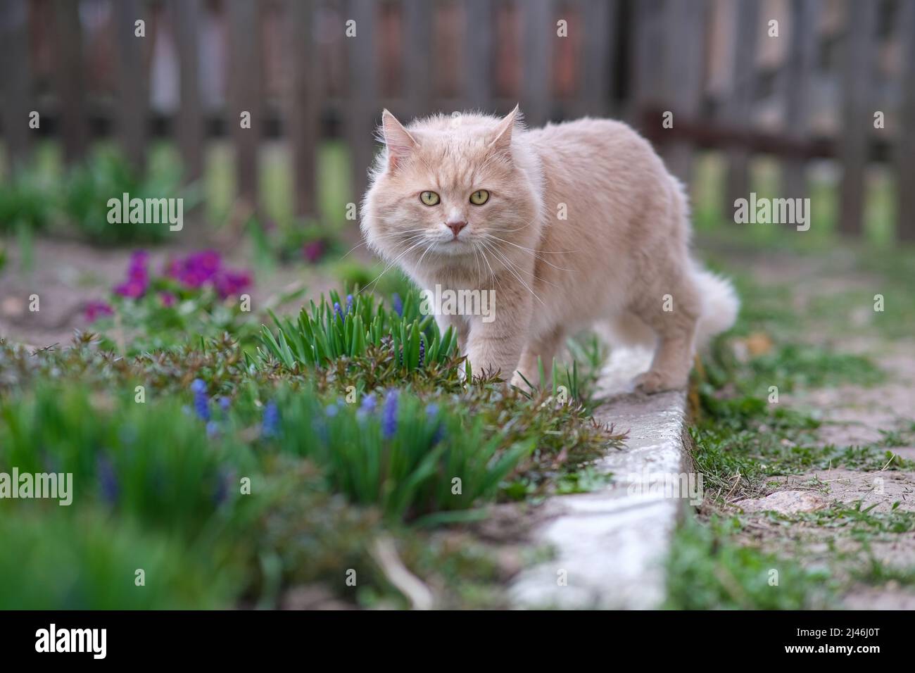 Light red fluffy cat walks in a flower bed. Stock Photo