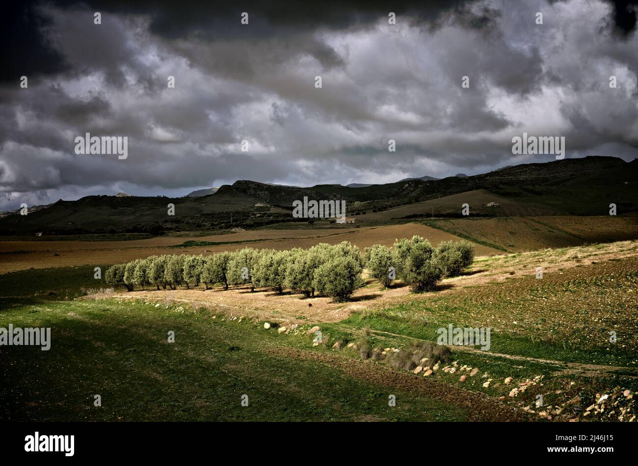 Sicily landscape with olive grove and dramatic sky Stock Photo