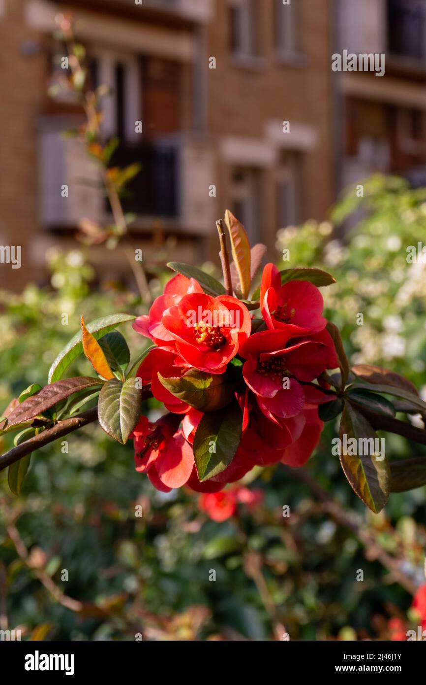 Branch with red quince flowers on a blurred background Stock Photo