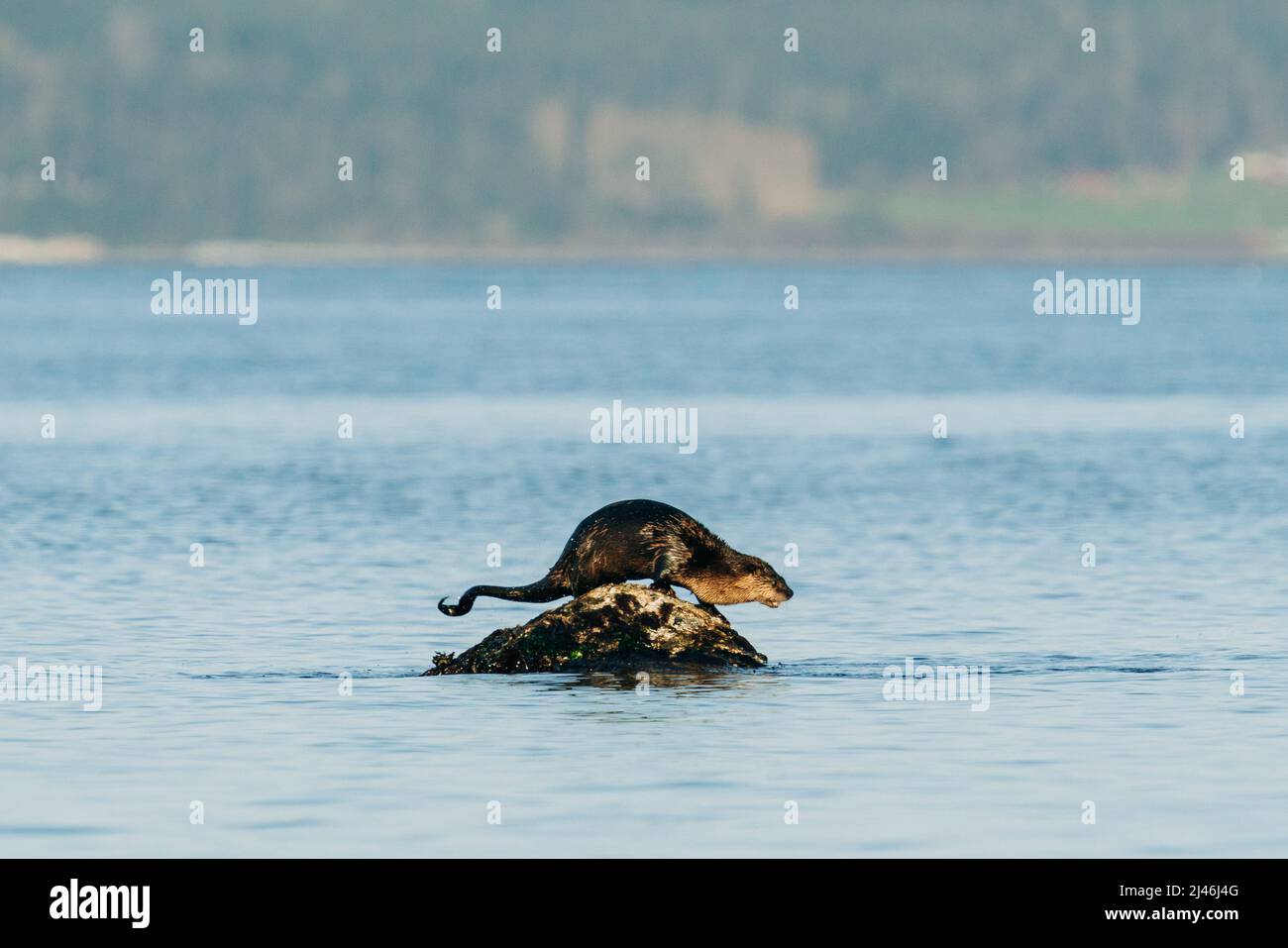 North american sea otter hi-res stock photography and images - Alamy