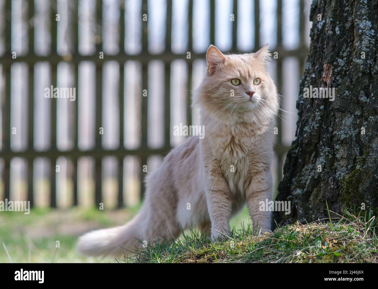 A light red fluffy cat is standing near a tree. Stock Photo