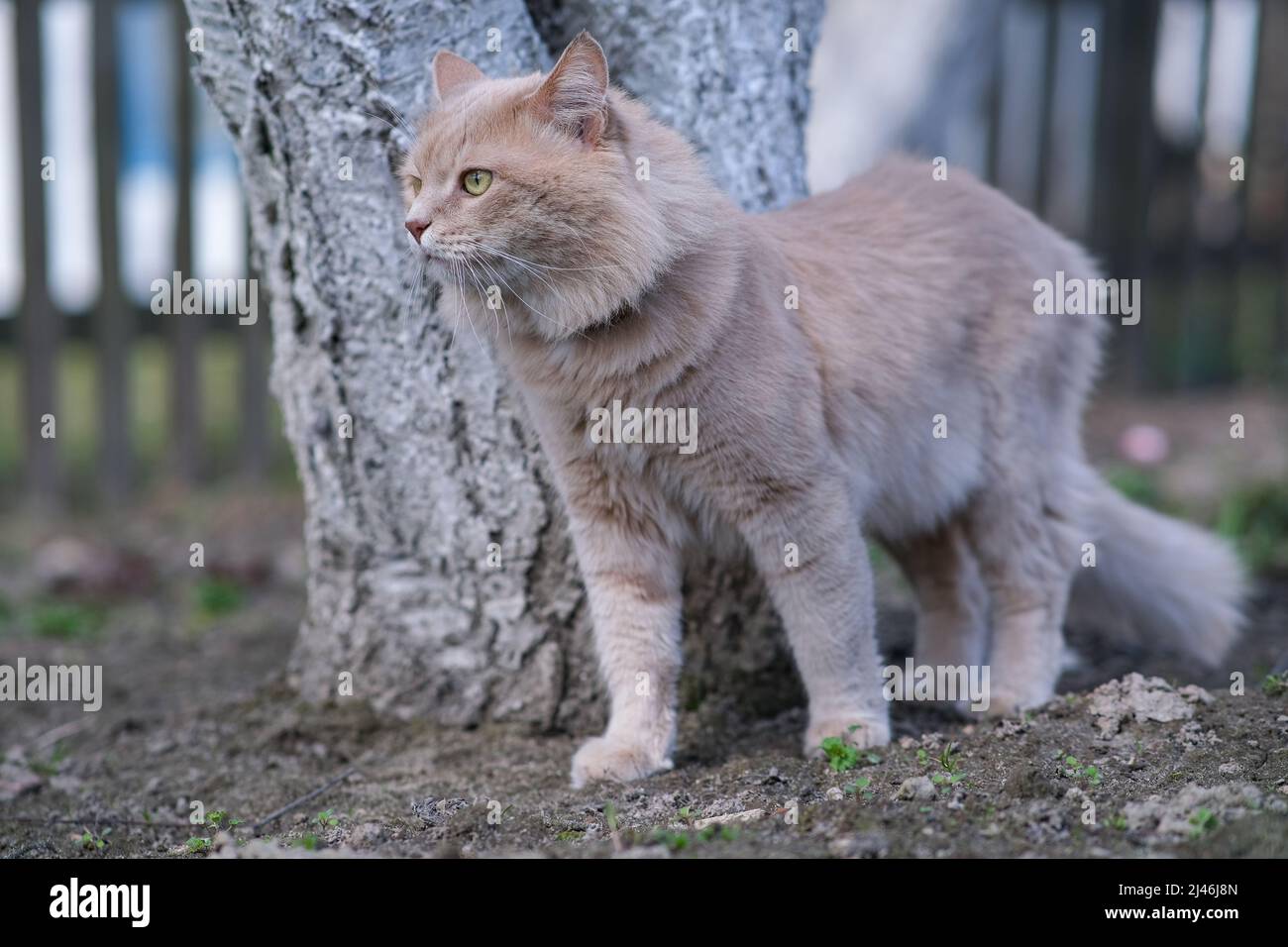 A light red fluffy cat is standing near a tree. Stock Photo