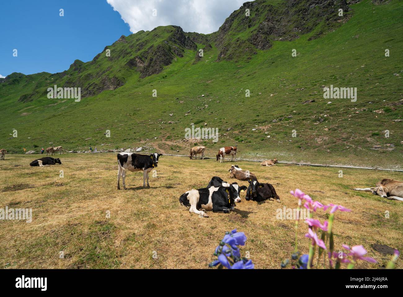 Cows by the lake Ritom, south Switzerland Stock Photo