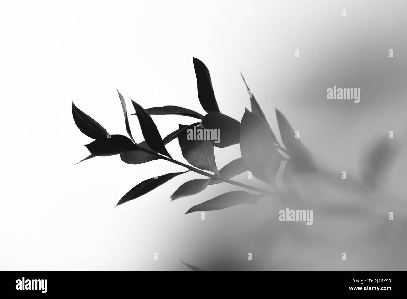 black and white flowers and plants,flowers on black background Stock
