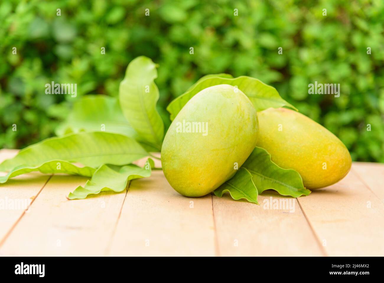 Yellow Rotten Mango Fruit Isolated on Wood Stock Image - Image of hanger,  isolated: 81459851