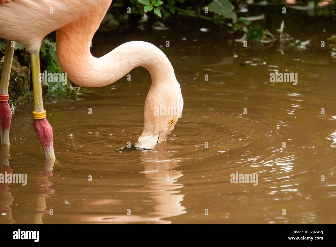 a single pink Chilean Flamingo (Phoenicopterus chilensis) feeding isolated on a natural dark brown background Stock Photo