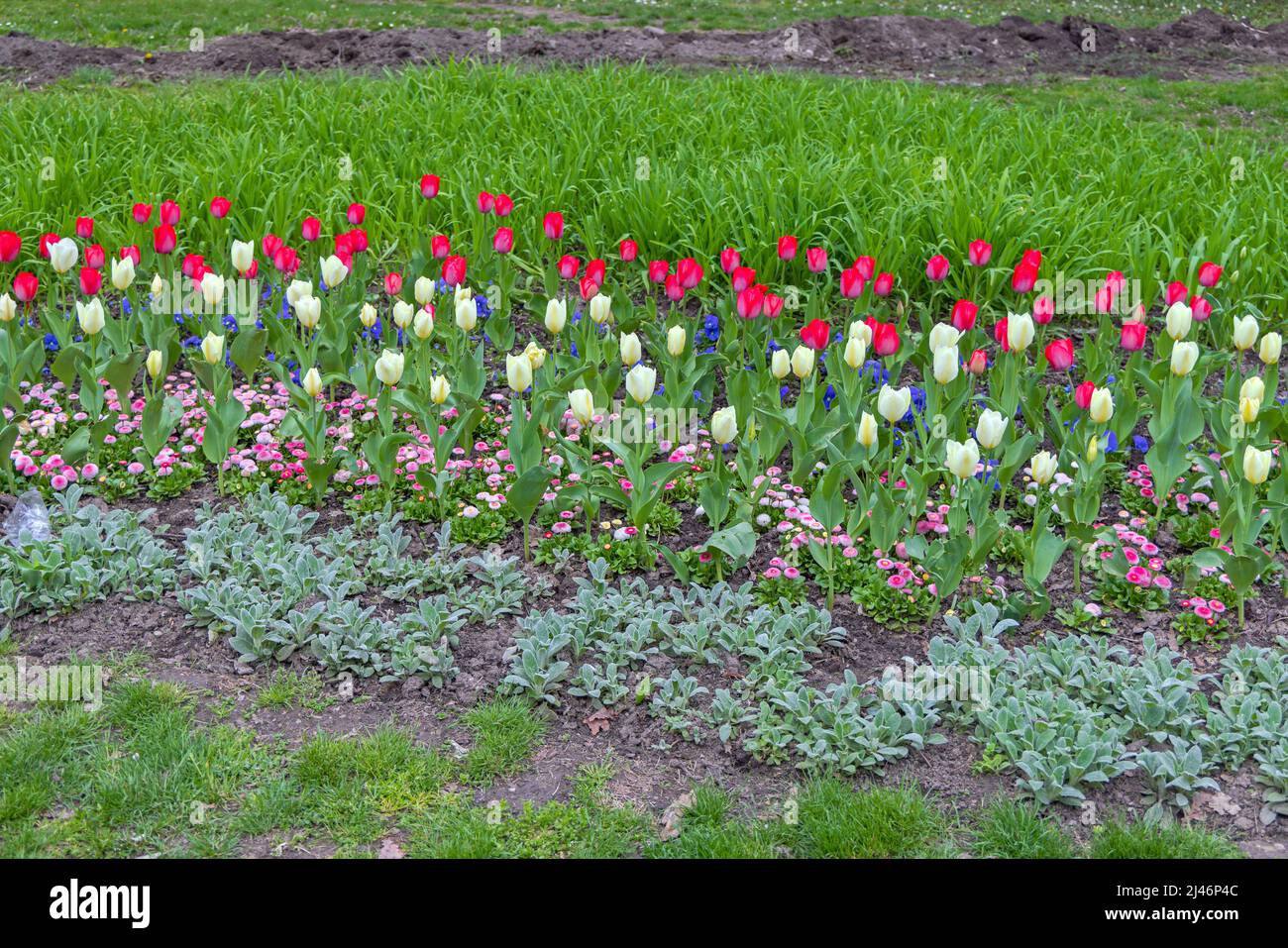 New Red and White Tulips Fresh Flowers City Park at Spring Stock Photo ...