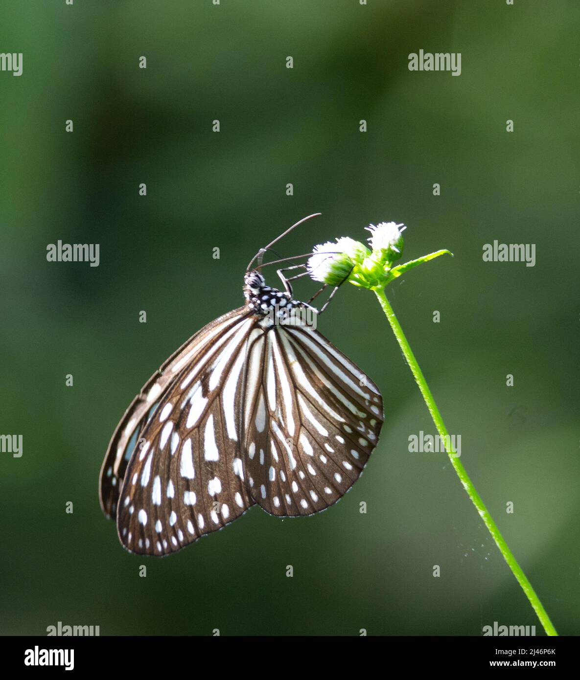 black and white dark blue tiger butterfly resting on a white flower with a natural green background in  Malaysia Stock Photo