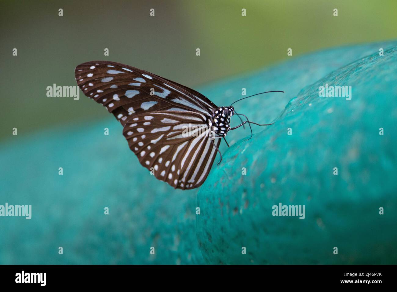 blue glassy tiger (Ideopsis vulgaris) a blue glassy tiger butterfly resting on a pale blue painted rock Stock Photo