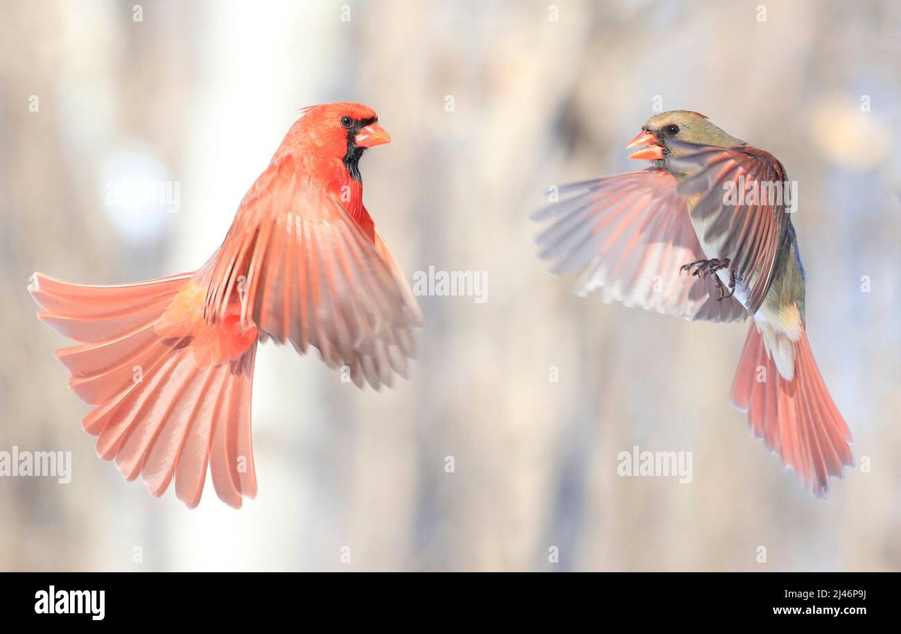 Red Northern Cardinal male and female flying on blur background, Quebec, Canada Stock Photo