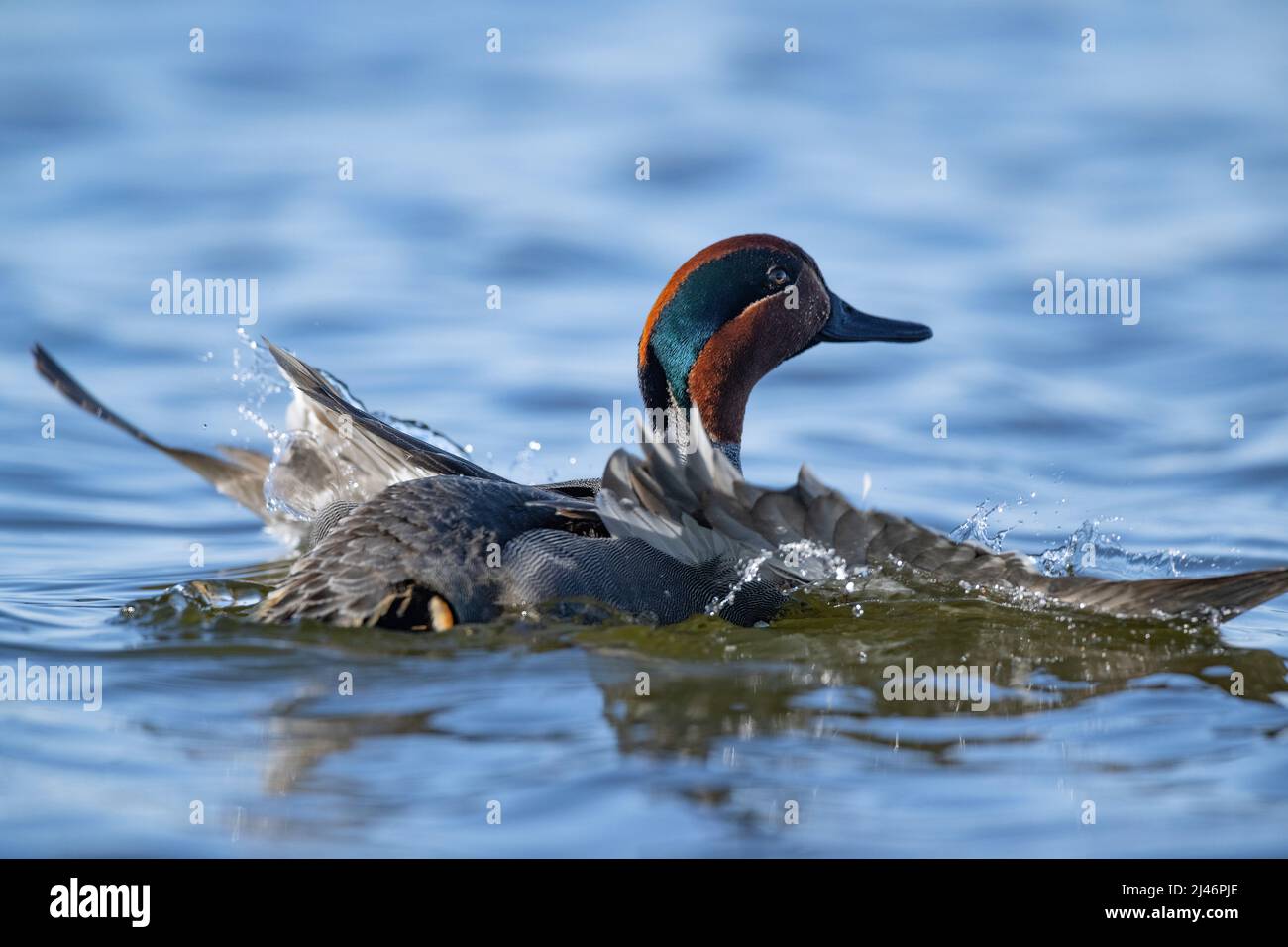 Green wing teal in the spring in South Dakota Stock Photo